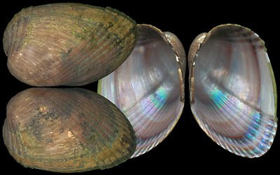 mytilidae e trochidae